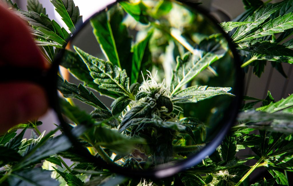 THCa flower in natural remedies